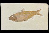 Detailed Fossil Fish (Knightia) - Wyoming #116775-1